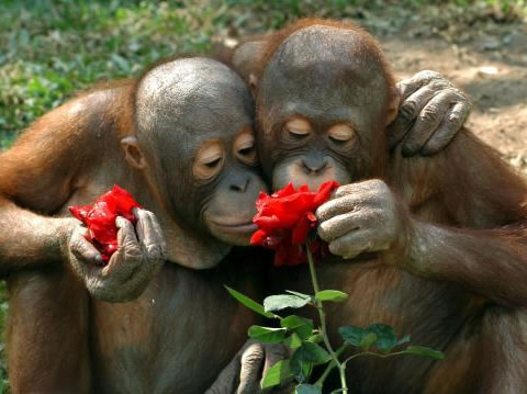 chimps roses